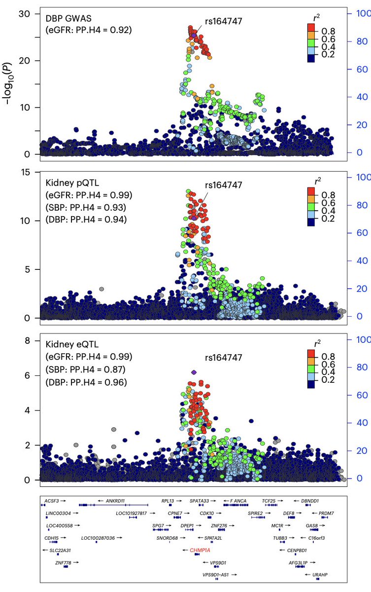 A neat example of how tissue pQTLs &amp; eQTLs can complement the interpretation of GWAS data for complex traits.

The study links GWAS loci for kidney function &amp; hypertension to gene &amp; protein expression in kidney tissue.

It's also a great resource for further downstream analyses.