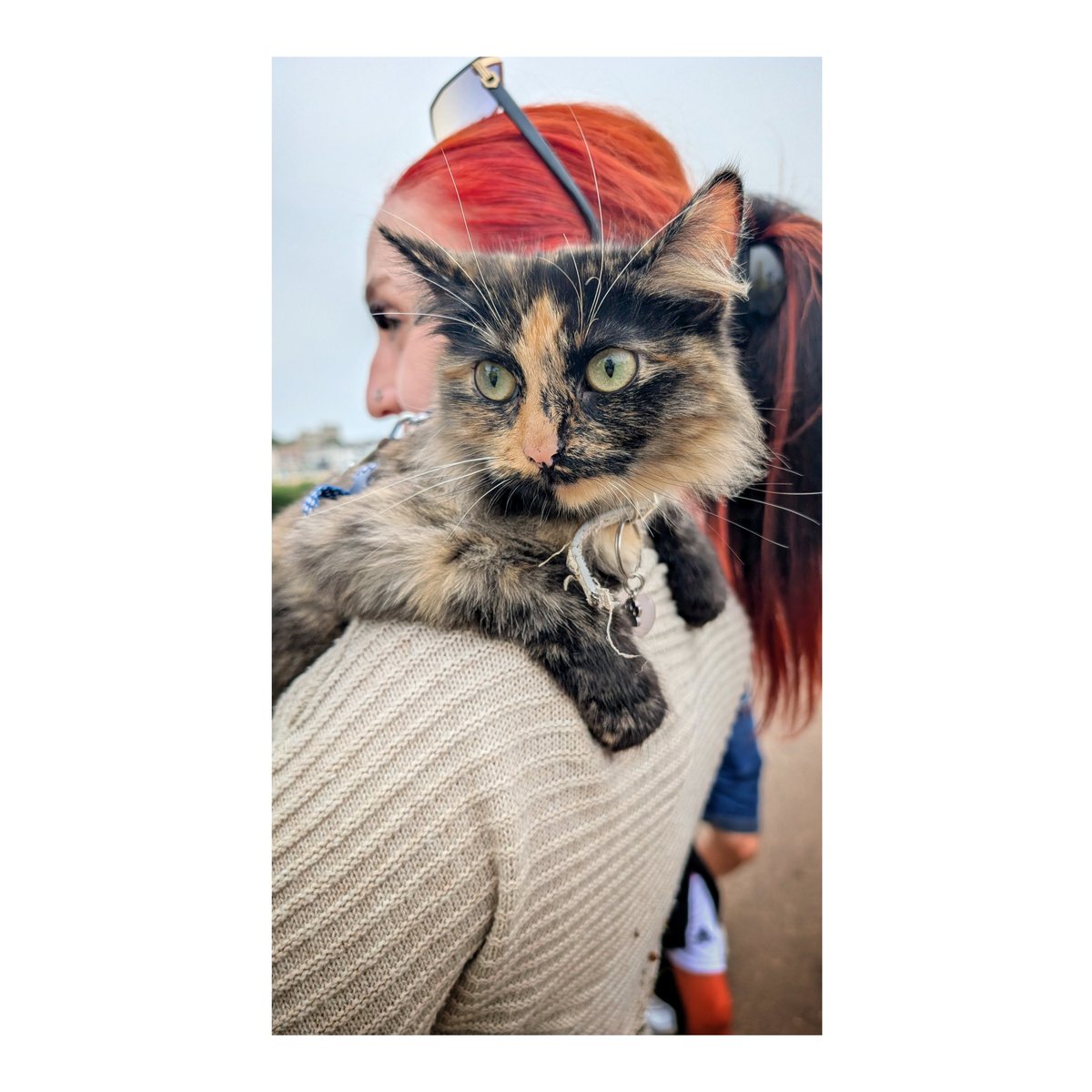 Broadstairs Folk Week today ...

Seagulls, Ukuleles, tattoos and cats.