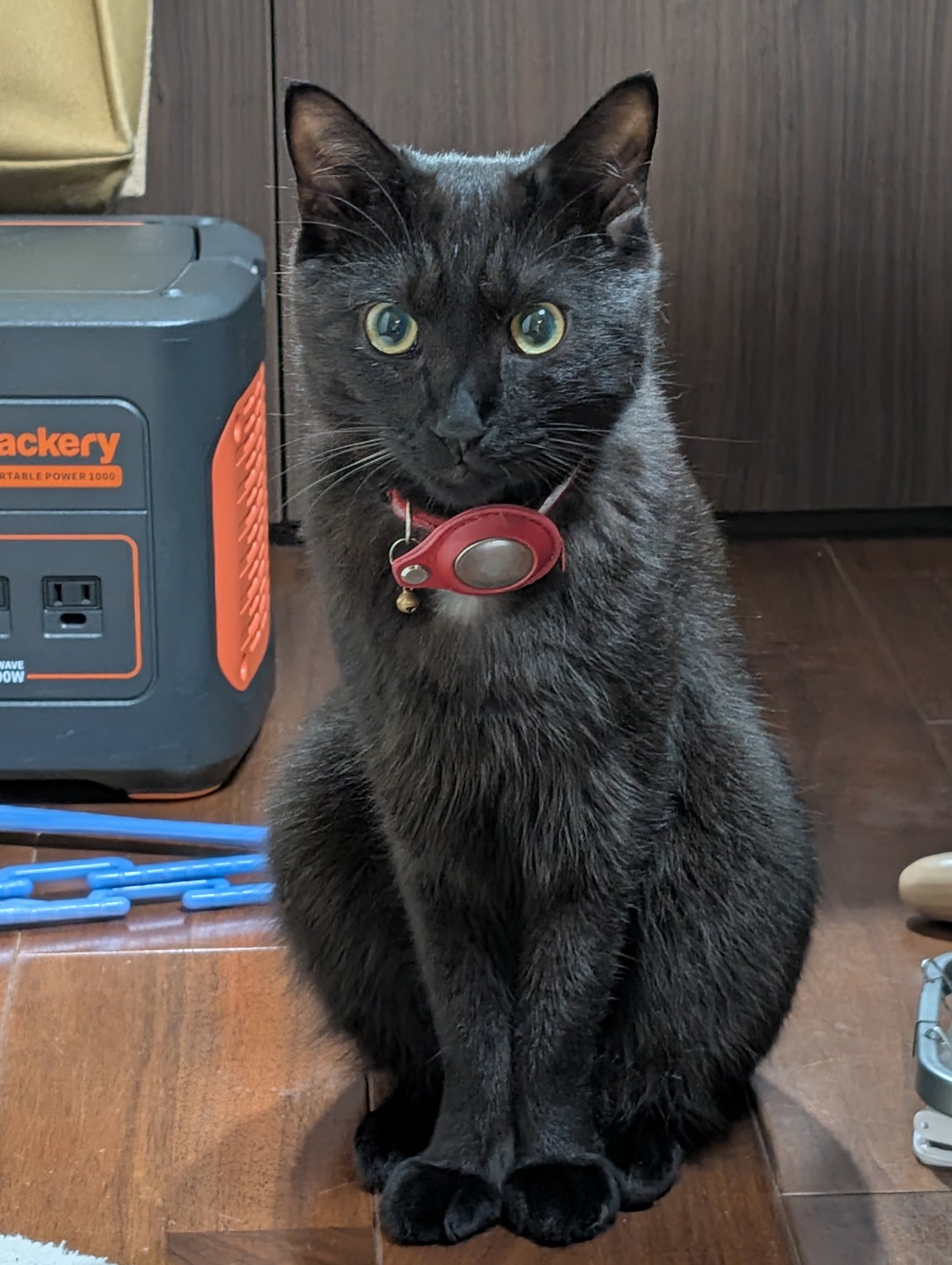 鳥猫 on X: 