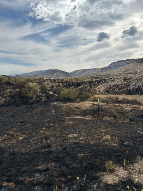 BLM Colorado Fire tweet media