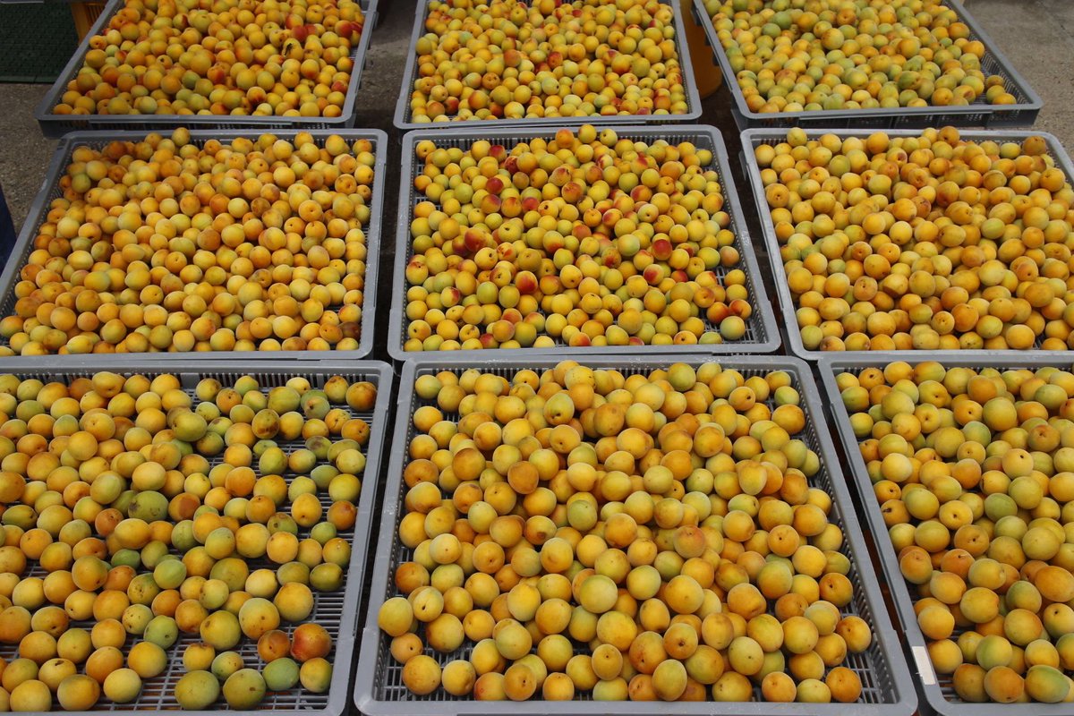 3tosaya's tweet photo. NEW RELEASE 
122 JOSHUHAKU - Aromatic Ume Plum from Kyoto's Aodani Umekobo 

梅の名産地として知られる京都府城陽市・青谷梅林で育まれた梅の品種「城州白」を使用したオードヴィーです。 https://t.co/j5fNBBn4Cx