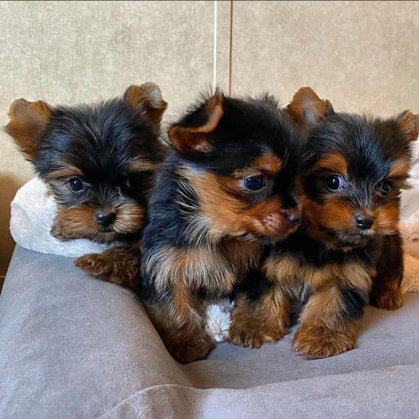 CarolyneDimmy's tweet photo. 🚨 Meet our bundles of love looking for their forever home 💛They’re playful, gentle, and will steal your heart faster than your socks!
📍 Based in [Miami/USA] ready for adoption.🐶 Apply here 👉 [https://t.co/LyD2aI59ah]
#YorkieAdoption #DogsOfX #PuppiesForSale #YorkieBreeder https://t.co/3Ypu0KSwg0