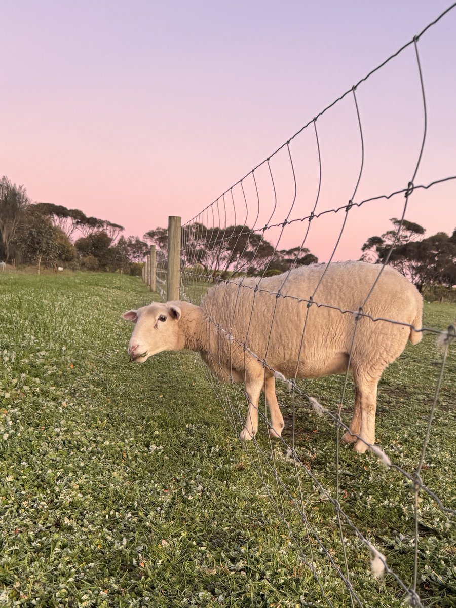 Calliss Clan (@callissclan.bsky.social) tweet media