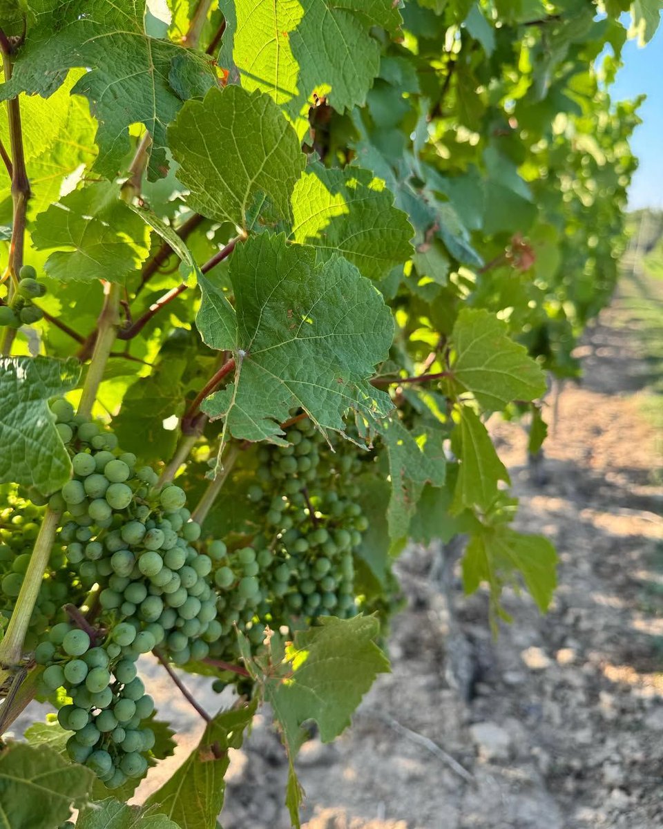 It’s not just a winery, it’s a whole experience. 🥂✨

Stop by this Friday for live soft jazz on The Restaurant patio. 🍃

Check out our menu at bit.ly/VinelandRestau…. 

📸: immutability5418 (IG)