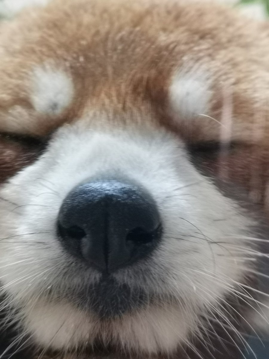 [🔗](api.tinyfox.dev/hourly/wahs/ph…)