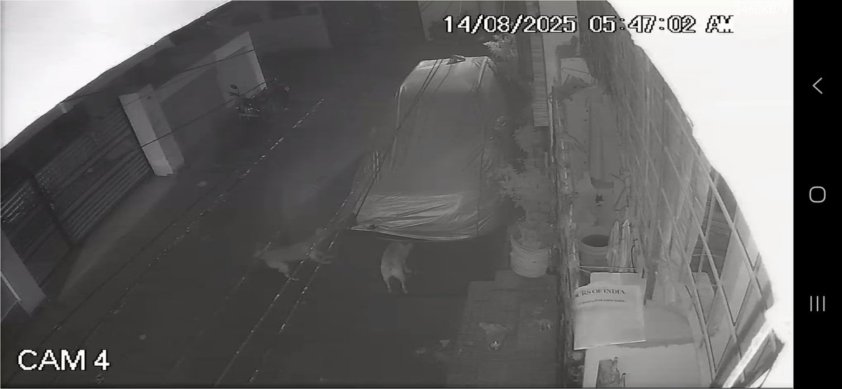 syedqureshy's tweet photo. @GHMCOnline @gadwalvijayainc @CommissionrGHMC Stray Dog Menace in Gulshan Colony Shaikpet.
Tod morning stray dogs damaged my car cover &amp; even tore my car tyre! This is becoming unsafe for residents &amp; property.
Req @GHMCOnline &amp; concerned authorities to act immediately pls. https://t.co/PO5pIXaiCh