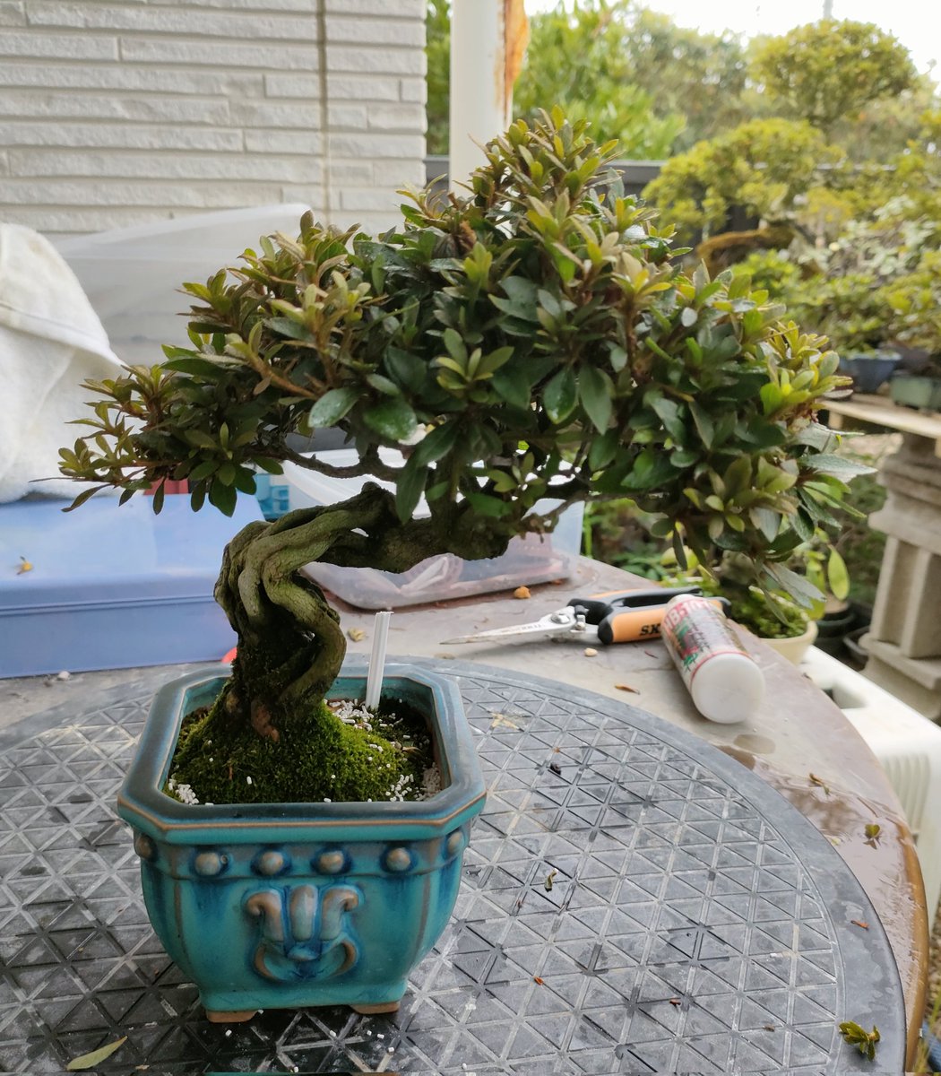 サルノコシカケ？盆栽 約 自然素材 盆栽 紀州真柏盆栽 極太幹 貴風盆栽 小品盆栽 中品盆栽 素材ミニ