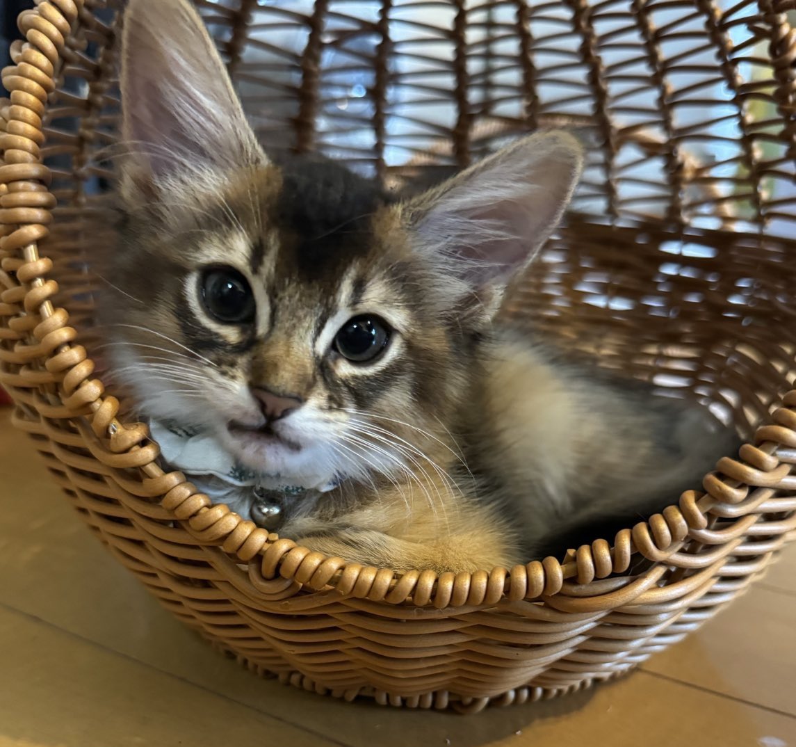 ちびたち、ぴょんぴょんしていて写真が全然撮れない……