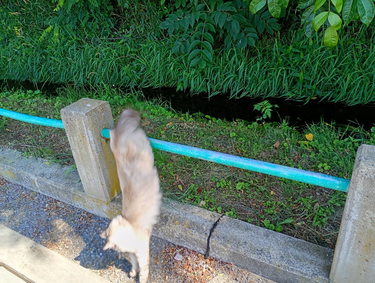 妖怪毛長逆立ちにゃ。