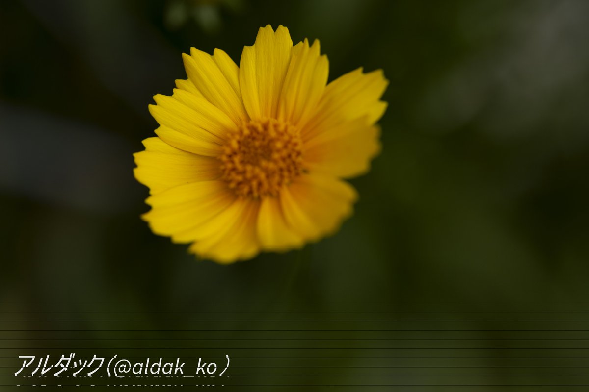 aldak_ko's tweet photo. お早うございます。
ここ数日は雨や曇りという不安定な天気でしたが、今日は晴れという事で蒸し暑さも戻ってきてしまいました。
癒やしにならないと思いますが、マクロレンズで撮ったキバナコスモスを添えて。
#マクロ撮影
#eosr6ii
#EOSR6M2 https://t.co/XftEeWVymR