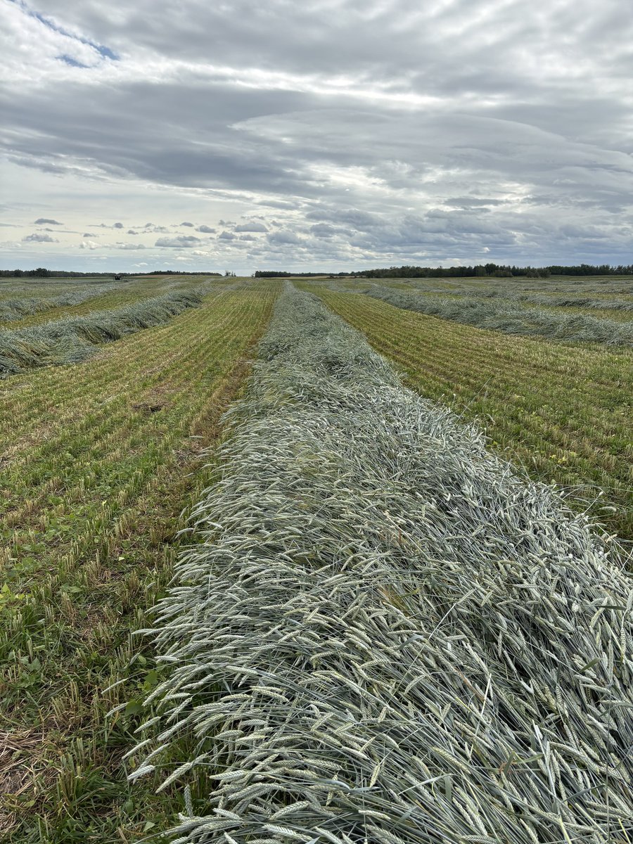 Tom sent in photos of his Trical Surge, standing at 4' tall and making a nice swath! We will check back in after #Harvest25 to see how it yields.

#Choosecertifiedseed <a href="/canterraseeds/">CANTERRA SEEDS</a>