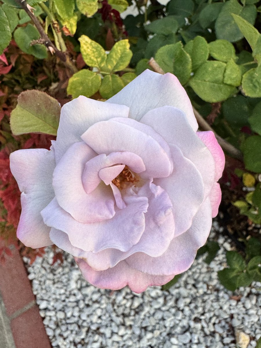 prasanna santhi (@prasannasanthi) on Twitter photo <a href="/Contrary_Clare/">🌻🌸Clarey Clarey Quite Contrary🌷🐝</a> <a href="/christinedemar/">🌱Christine DeMarco</a> Wow! Beautiful. Happy #RoseWednesday. <a href="/DavidMariposa1/">David</a> <a href="/Contrary_Clare/">🌻🌸Clarey Clarey Quite Contrary🌷🐝</a> <a href="/christinedemar/">🌱Christine DeMarco</a> Wow! Beautiful. Happy #RoseWednesday. <a href="/DavidMariposa1/">David</a>