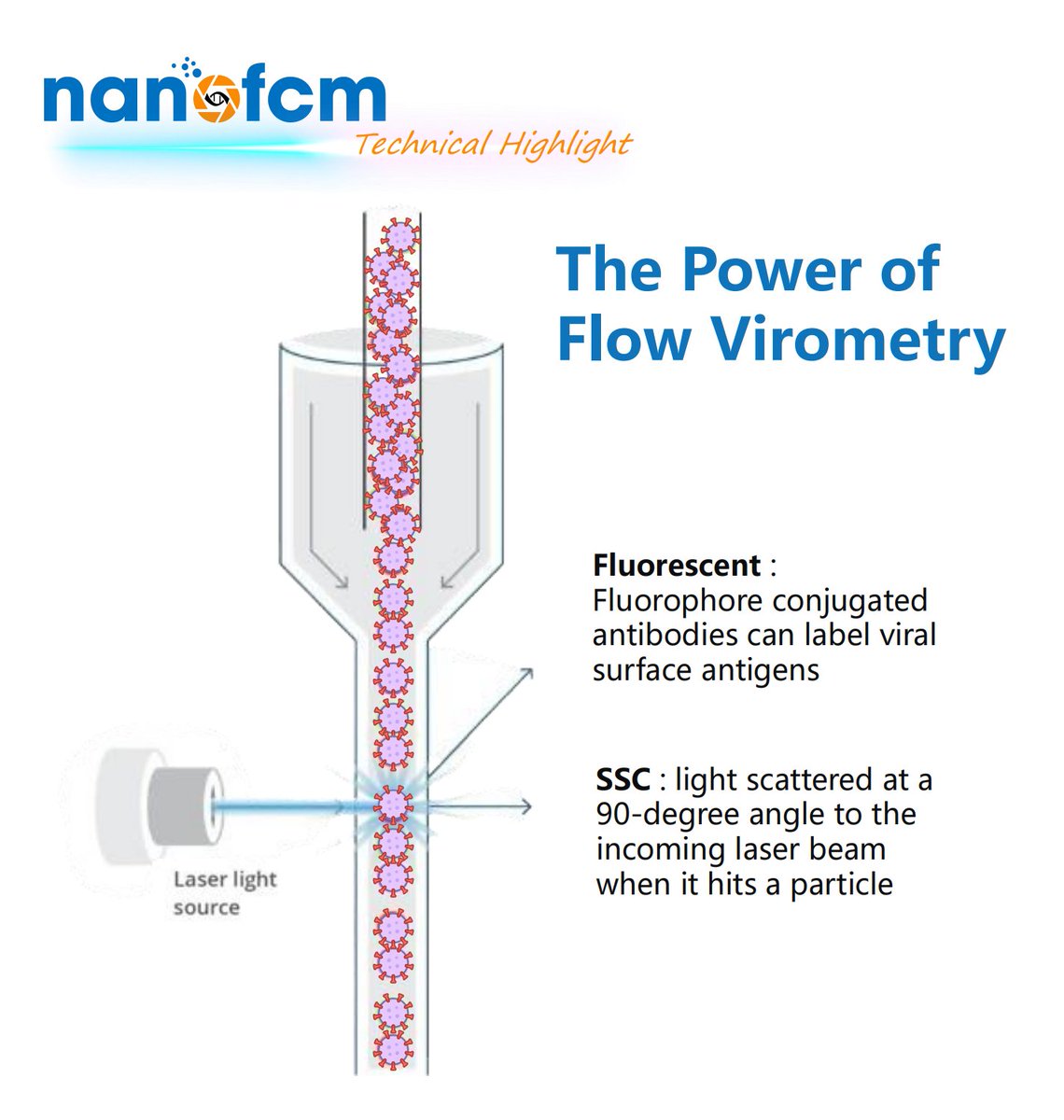 NanoFCM (@nano_fcm) on Twitter photo Flow virometry detects & analyzes viruses (27–100 nm) via light scatter & fluorescence. Calibrated with beads (e.g., QuantiBRITE, Rosetta), it quantifies particle size, concentration, & antigen density (PE MESF/nm²). Proven for HIV-1 & MLV studies. #FlowCytometry #ViralDetection Flow virometry detects & analyzes viruses (27–100 nm) via light scatter & fluorescence. Calibrated with beads (e.g., QuantiBRITE, Rosetta), it quantifies particle size, concentration, & antigen density (PE MESF/nm²). Proven for HIV-1 & MLV studies. #FlowCytometry #ViralDetection