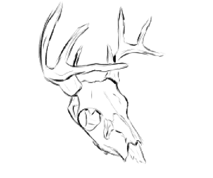 SeradeBat's tweet photo. Deer skull https://t.co/1vl4hZj3mS