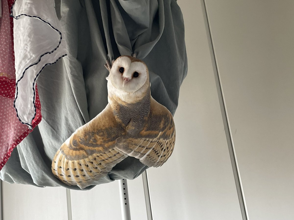 フクロウさん♡ページ 洗濯物に蝉飛んできたっ 🦉ｺﾝﾆﾁﾜｯ