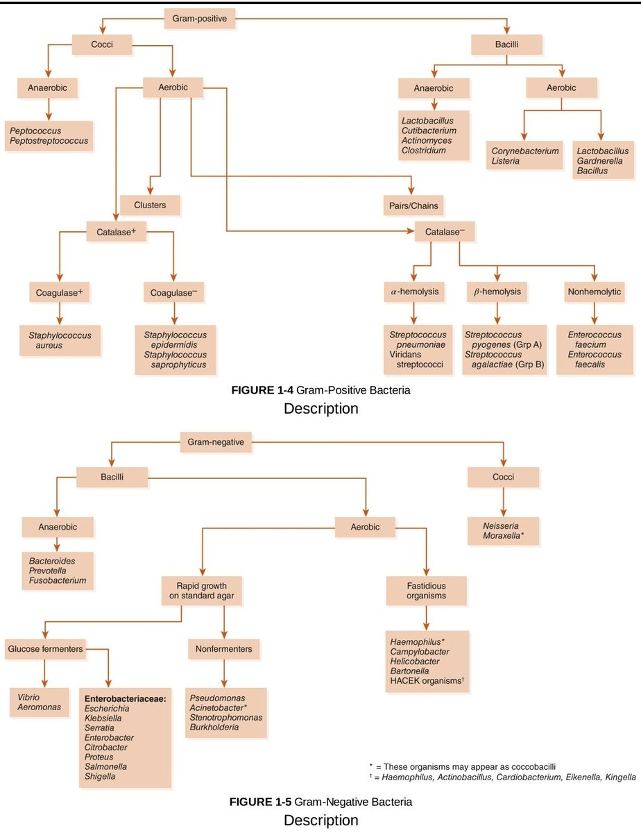 🌟 Gram positive &amp; Gram negative bacteria