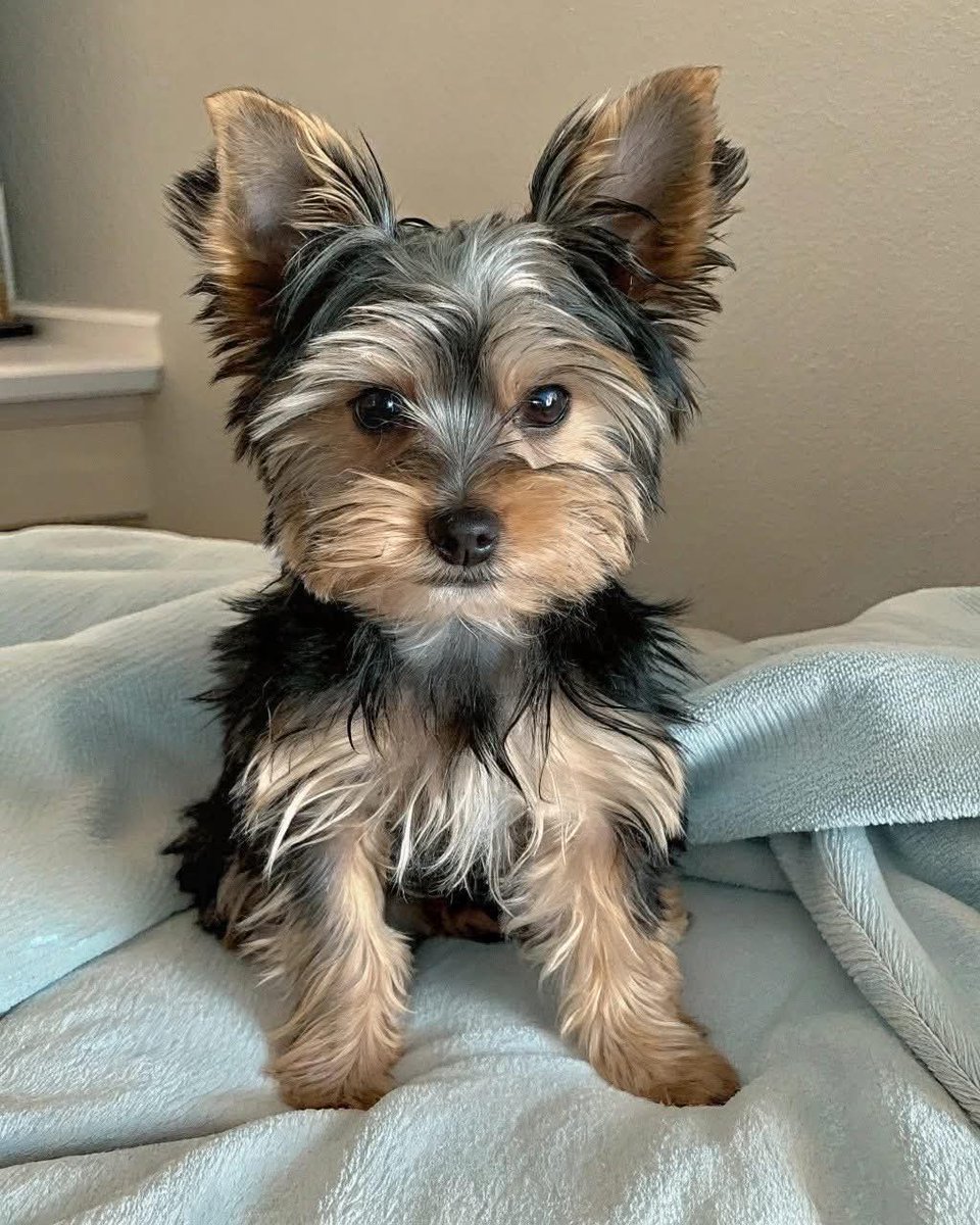 CarolyneDimmy's tweet photo. Meet Ben &amp; Jolie
🐾 WhatsApp [https://t.co/LyD2aI59ah
#YorkshireTerrier #YorkieLove #TinyButMighty #AdorableDogs #PuppyCuteness #YorkieForSale
#YorkiePuppy #PuppiesForSale #YorkieBreeder #PuppyAdoption
#DogsofTwitter #DogLovers #Petstagram #ViralPets #TrendingDogs https://t.co/IlGgp1wMnC