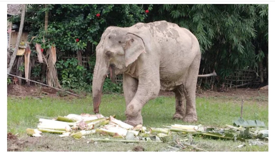 CitysFElephants's tweet photo. #India #Assam 🐘💔
More details on #Maniki, the injured 48-year-old female elephant...

❎ Authorities are informed and involved... 

We'll stay tuned...

↘️↘️↘️
https://t.co/GYML7hC7Mr https://t.co/hqg47qmKSx