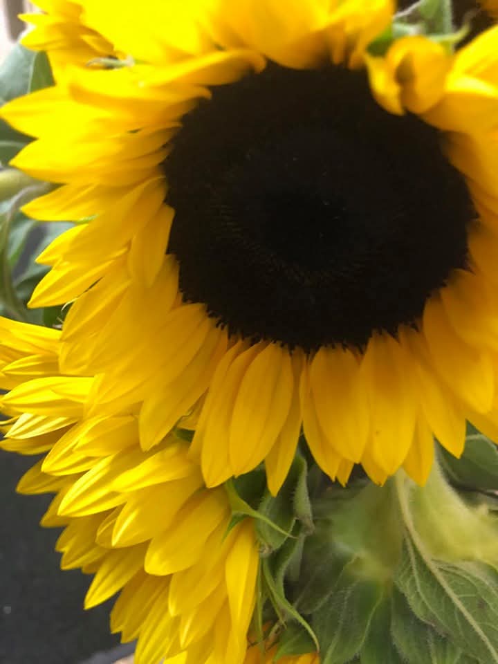 WSU Bid Day is this Sunday August 17th and WSU Fall Semester starts on  Monday. We are still taking orders for both days over the phone and on-line.

Please call us at 509-334-3545 or visit neillsflowers.com/recruitment 

Thank you,
The Chandler Family

#GoCoug
#WSUPullman  
#Neills