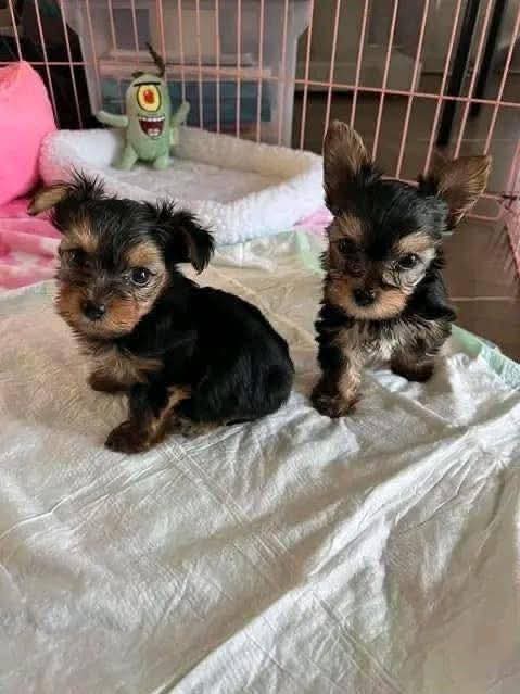 CarolyneDimmy's tweet photo. 🚨 Meet our tiny bundles of love looking for their forever home 🐾💛
They’re playful, gentle, and will steal your heart faster than your socks!
📍 Based in [Miami/USA] ready for adoption.🐶 Apply here 👉 [https://t.co/LyD2aI59ah]
#YorkieAdoption #DogsOfX #AdoptDontShop https://t.co/utC4JD03YW