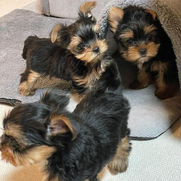 CarolyneDimmy's tweet photo. 🚨 Meet our tiny bundles of love looking for their forever home 🐾💛
They’re playful, gentle, and will steal your heart faster than your socks!
📍 Based in [Miami/USA] ready for adoption.🐶 Apply here 👉 [https://t.co/LyD2aI59ah]
#YorkieAdoption #DogsOfX #AdoptDontShop https://t.co/utC4JD03YW