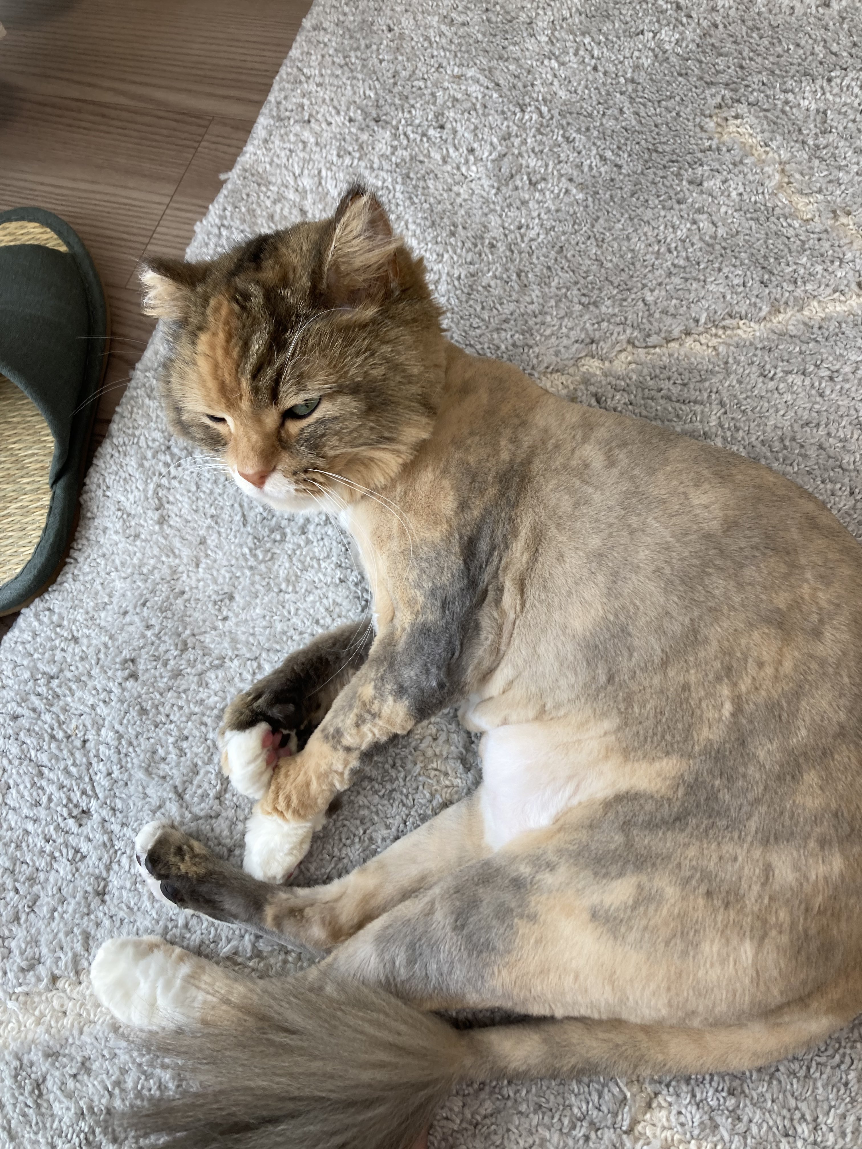 駆け降りる猫 I took my cat for a walk on Children's Day and he was so