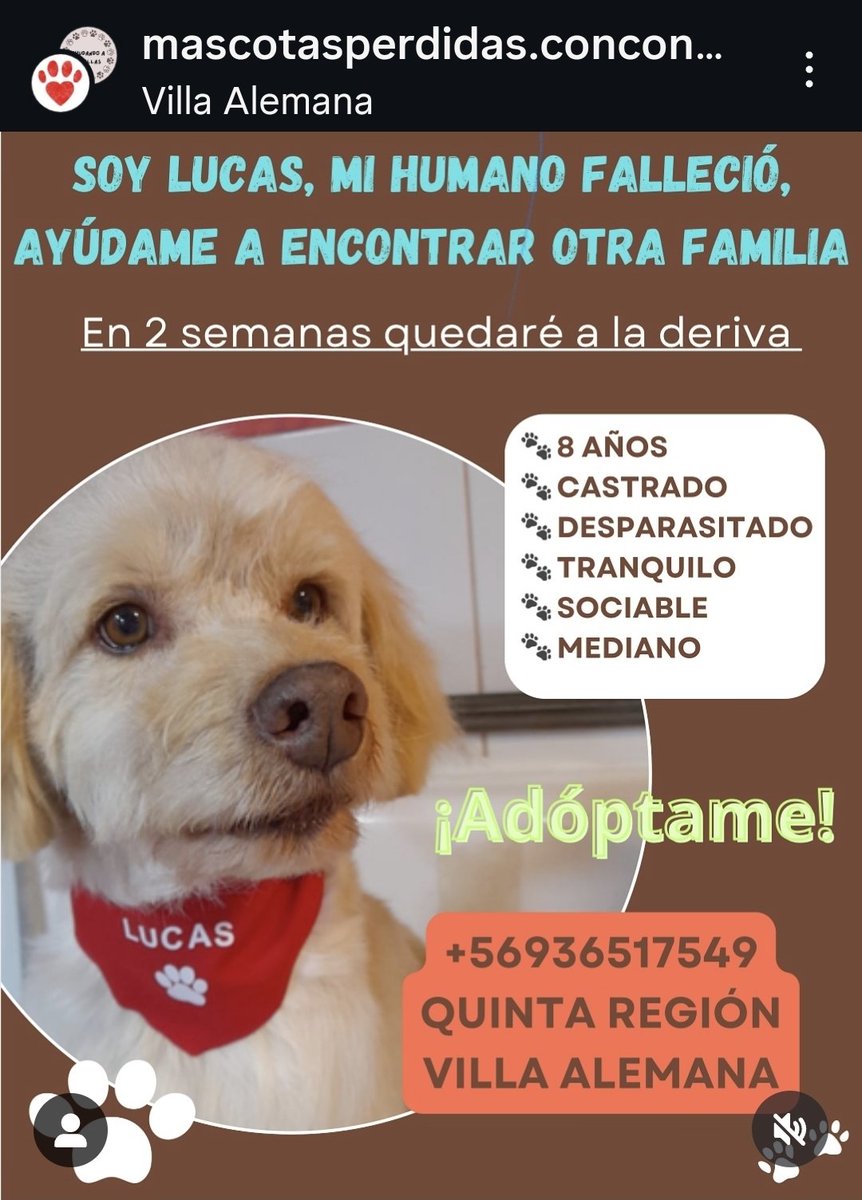 LUCAS EN ADOPCION. SU DUEÑO FALLECIO . ES TIERNO . ALGUIEN QUE QUIERA ACOGERLO CON AMOR