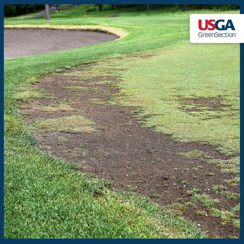 USGAGrnSection's tweet photo. Every golf course loses grass sometimes, especially during a tough summer like this one. When it happens, golfers often wonder why, so let’s take a look at some of the usual suspects 👇