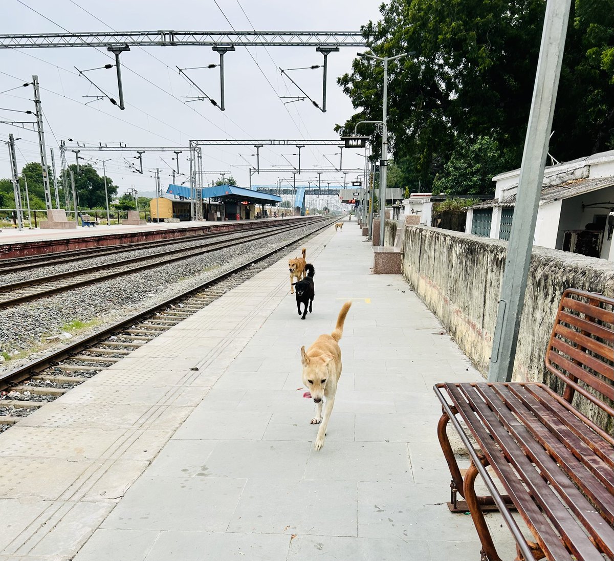 mushtaque_1975's tweet photo. Morning walk insight 4m a quiet railway platform.
3 dogs were racing. The leader had only three legs, yet he ran d fastest.
constraints don’t choose our finish line; conviction and consistency do
Believe in the goal
If purpose is clear, progress is certain, one stride at a time https://t.co/YdoE89knv8