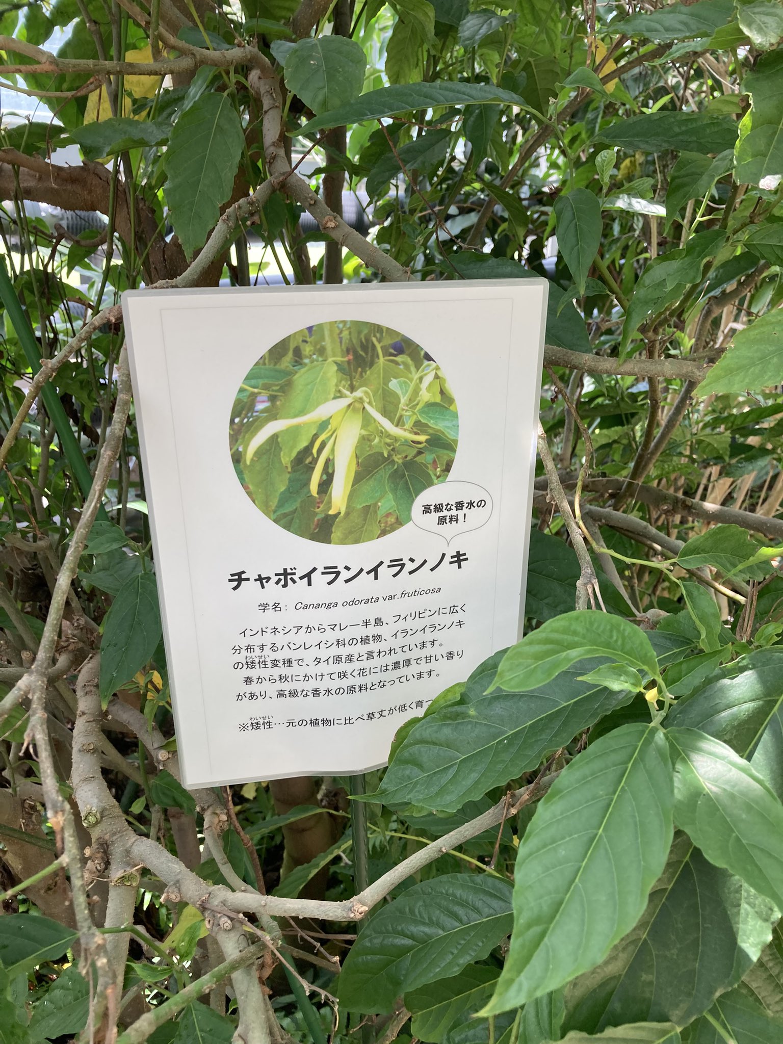 イランイラン鉢植え 開花中・蕾あり15-2 イランイラン - Search / X