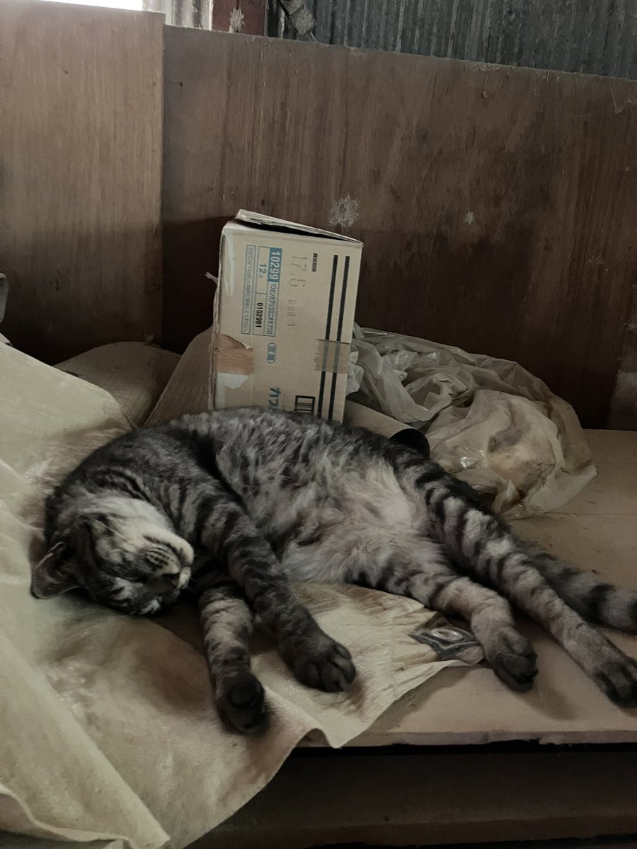 お盆の来客にビビり散らかして
いなくなったと思ったら発見💡