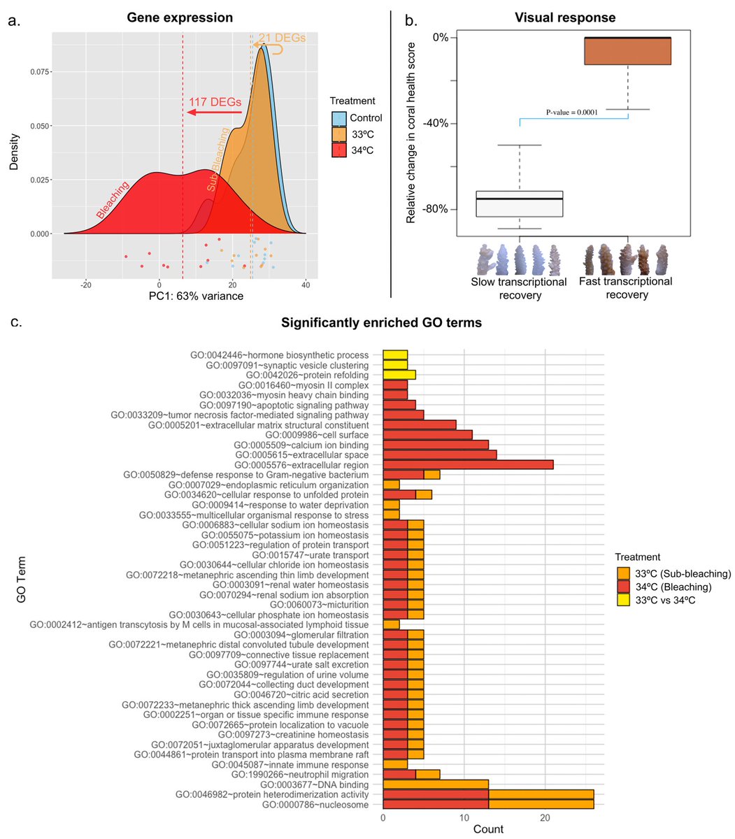 New paper out! 

We combined acute experimental heat stress and RNA sequencing to explore patterns of transcriptome plasticity and resilience to heat stress in a common Acropora coral from the World Heritage-listed Ningaloo 🪸 

link.springer.com/article/10.100…