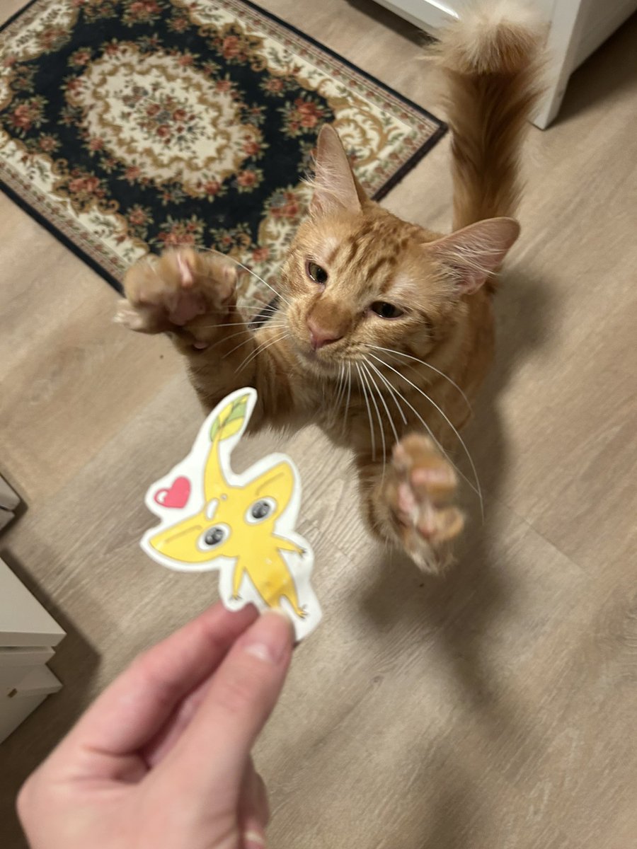 “Why’d you name your cat Louie” they ask…