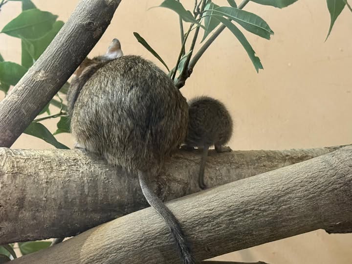 生後17日。
お母さんは何倍の大きさかな？
#ecoハウチュー #デグー
