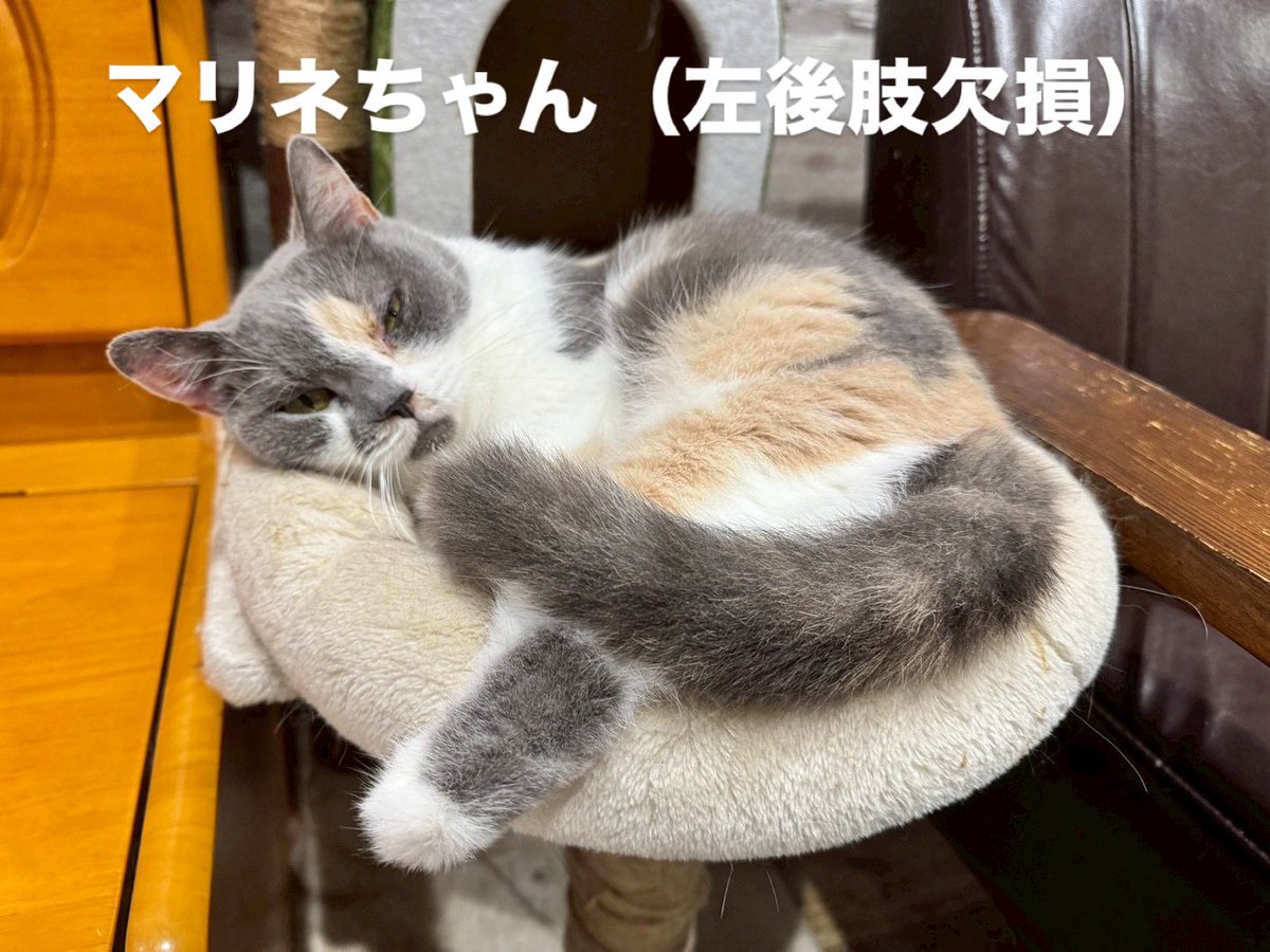 ねこねこ様ご相談ページ 保護ねこカフェ ねこの木 NPO法人にゃんずプロテクト
