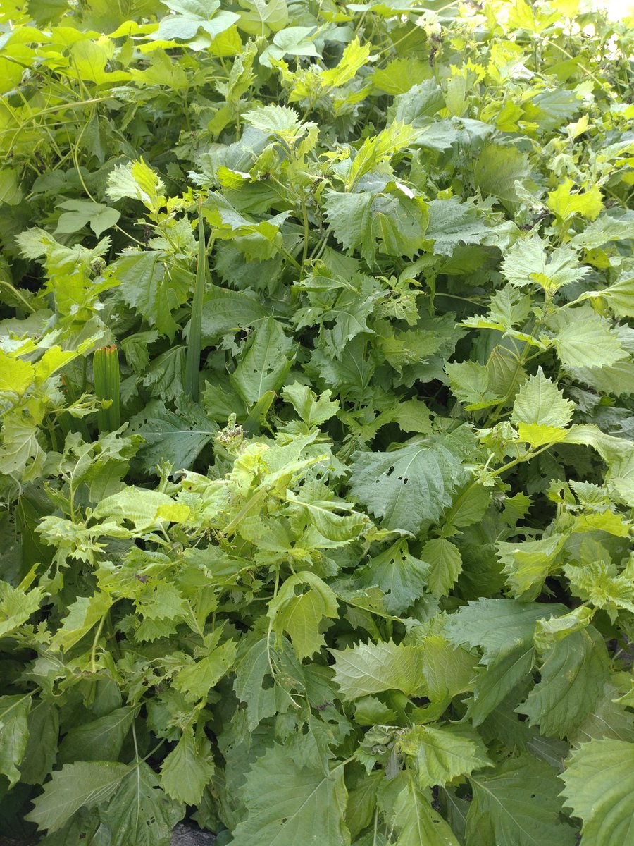 ご近所さんちの畑に大葉が群生してるからちょいちょいいただいてる
今日のお昼ごはんそうめんのおとも🌿