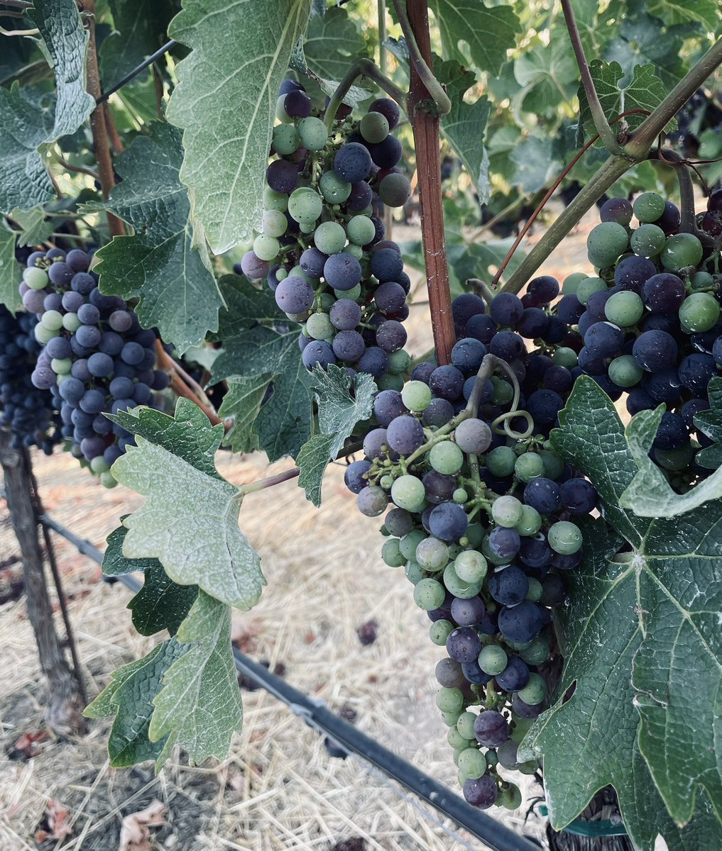 Good morning from the vineyard atop #HowellMountain. The vines and grapes look great. Veraison is well underway and turning the grapes a beautiful deep purple. Harvest is getting closer. #NapaValley