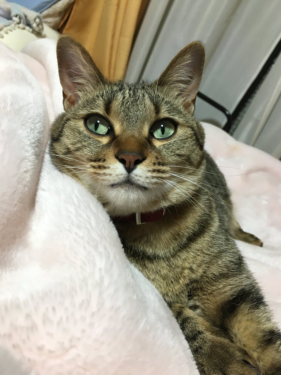 きじねこのきじお キジ猫（巨大）置物＃74（紙粘土と新聞紙） その他置物 工房TAKA