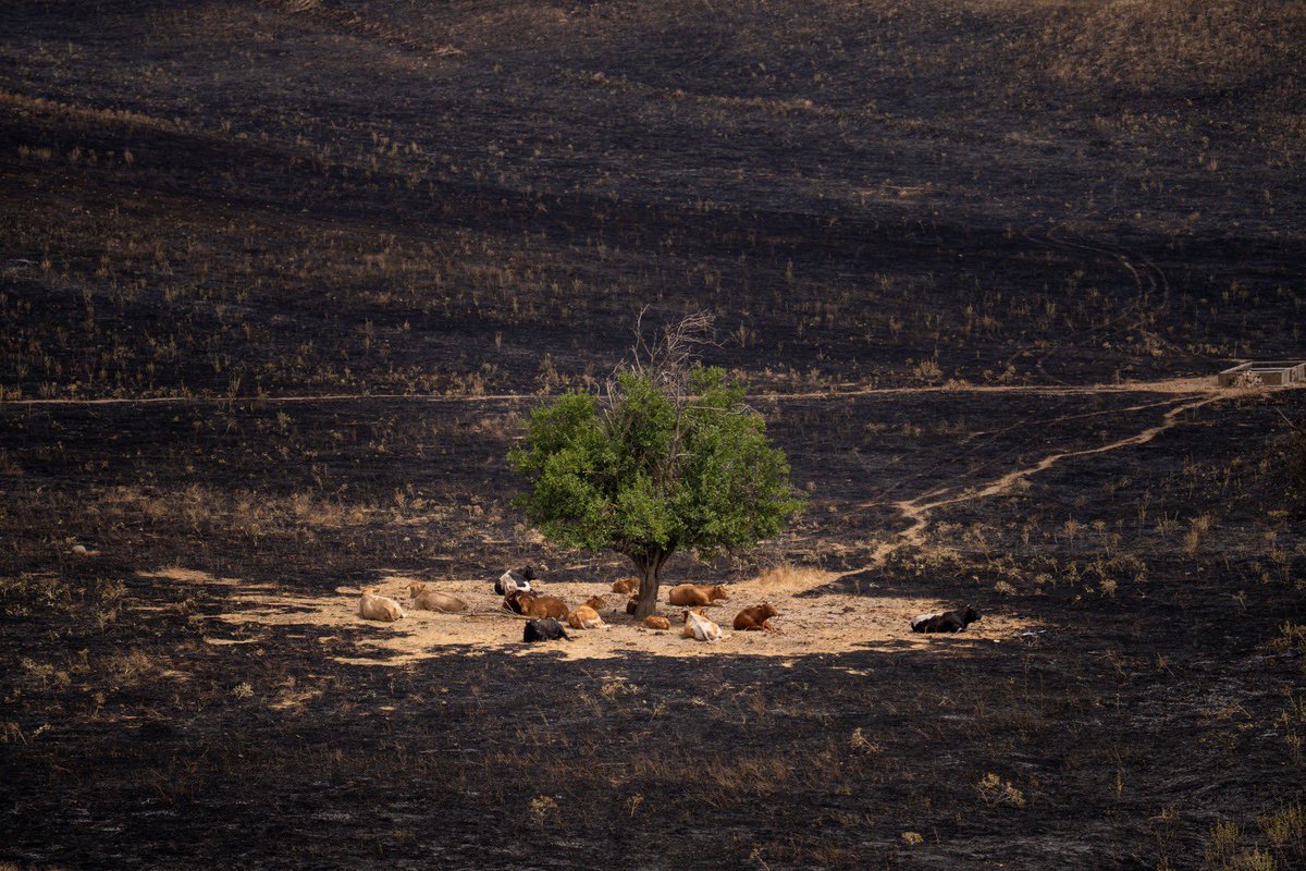 David Jar tweet media