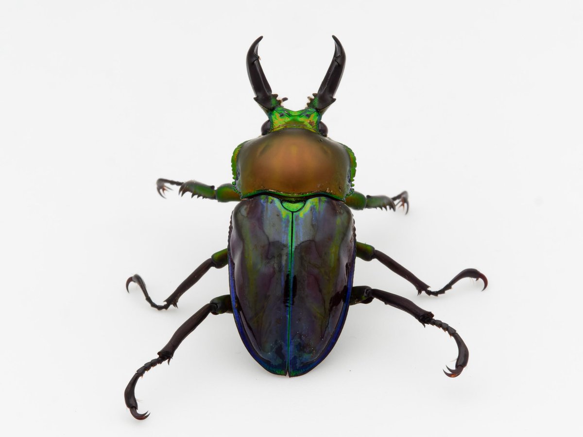ラオス切手 甲虫 昆虫 王国 1968 全5種 NH オオルリ玉虫 ລາວラーオ オオタコゾウムシ