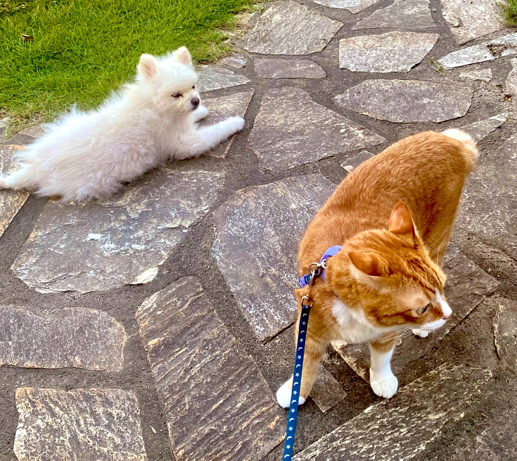 ねこハチ♡ 尾道市立美術館 on X: 