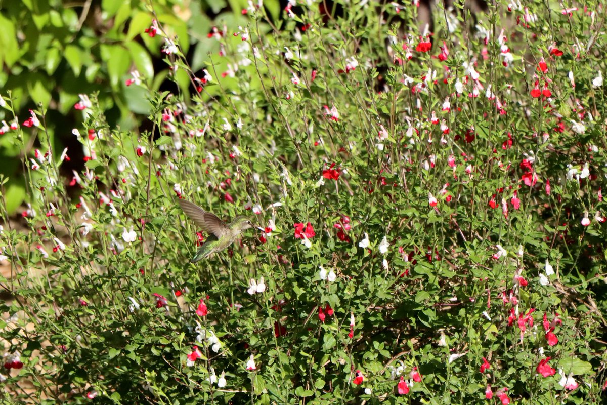 Reid Park Zoo (@reidparkzoo) on Twitter photo Choose native plants for native wildlife! Native plants provide natural sources of food and shelter for native wildlife. Use these databases to look up your area and find a list of native plants: <a href="/NWF/">National Wildlife Federation</a>, <a href="/audubonsociety/">Audubon Society</a>, or AZ Native Plant Society. Choose native plants for native wildlife! Native plants provide natural sources of food and shelter for native wildlife. Use these databases to look up your area and find a list of native plants: <a href="/NWF/">National Wildlife Federation</a>, <a href="/audubonsociety/">Audubon Society</a>, or AZ Native Plant Society.