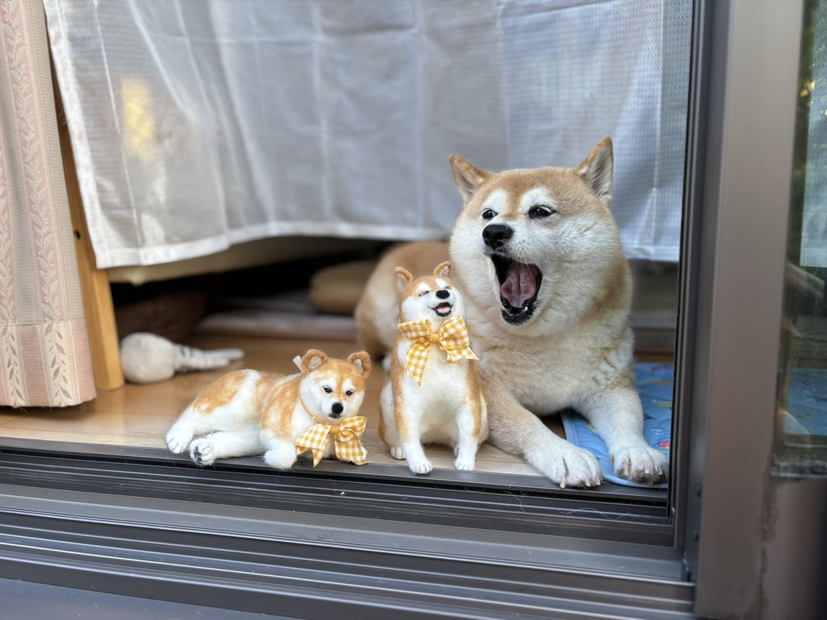 ちいちゃん 柴犬 ちいちゃん日記 on X: 