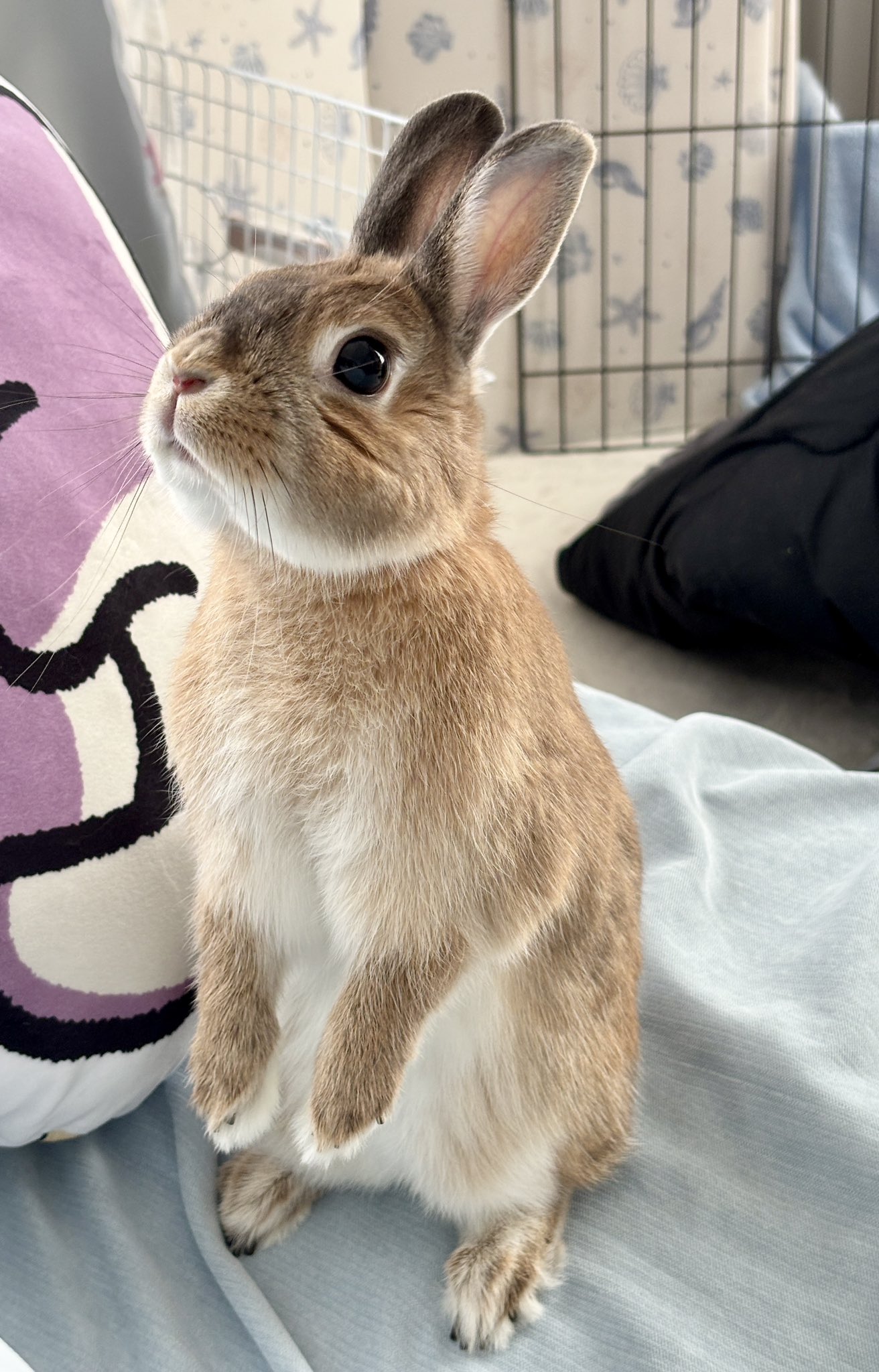 うさぎ いたずらうさぎとその飼い主 on X: 