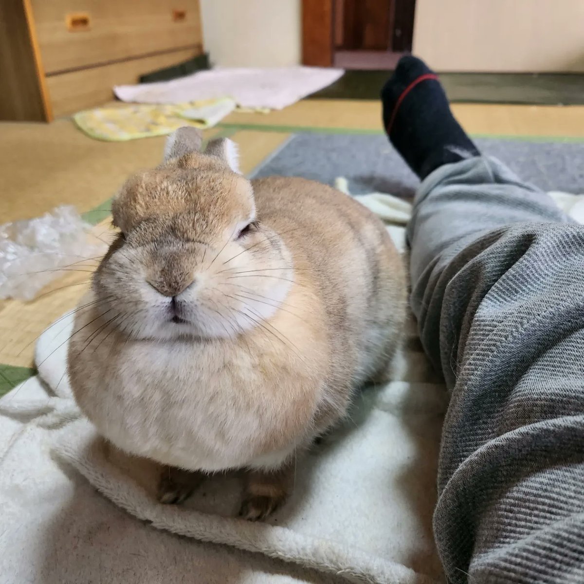 ゴンちゃんのお部屋 (@qkgpso4tQw85289) / Posts / X