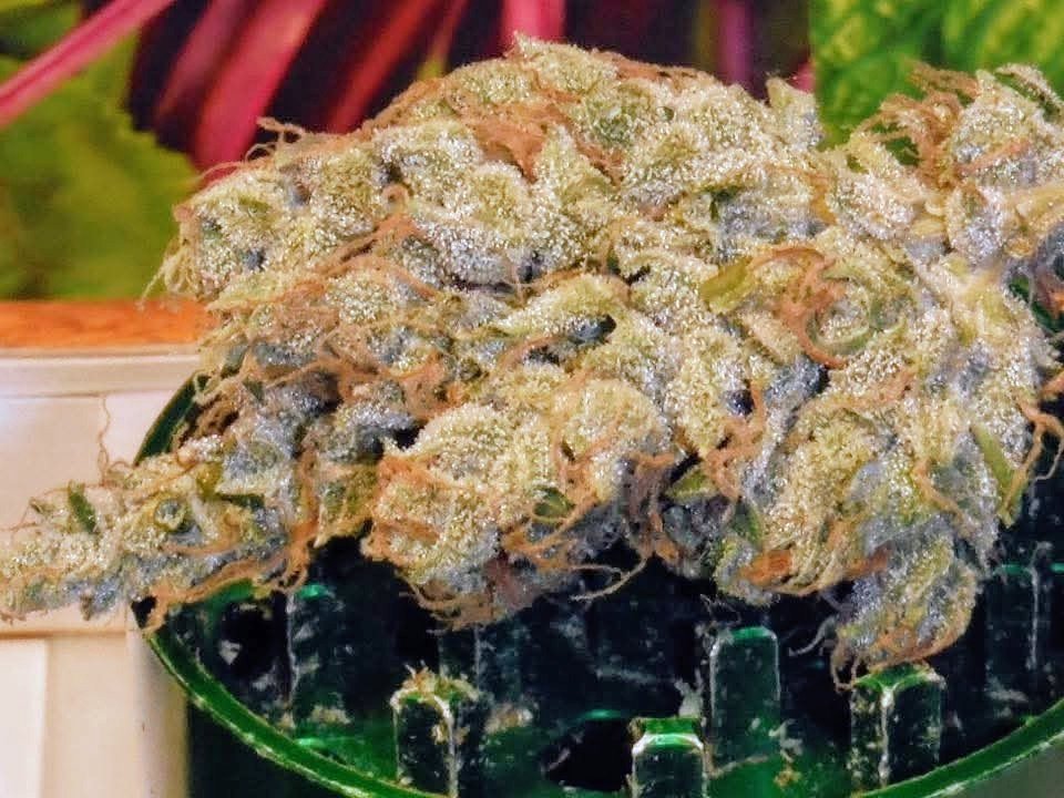 Round Table Genetics tweet media