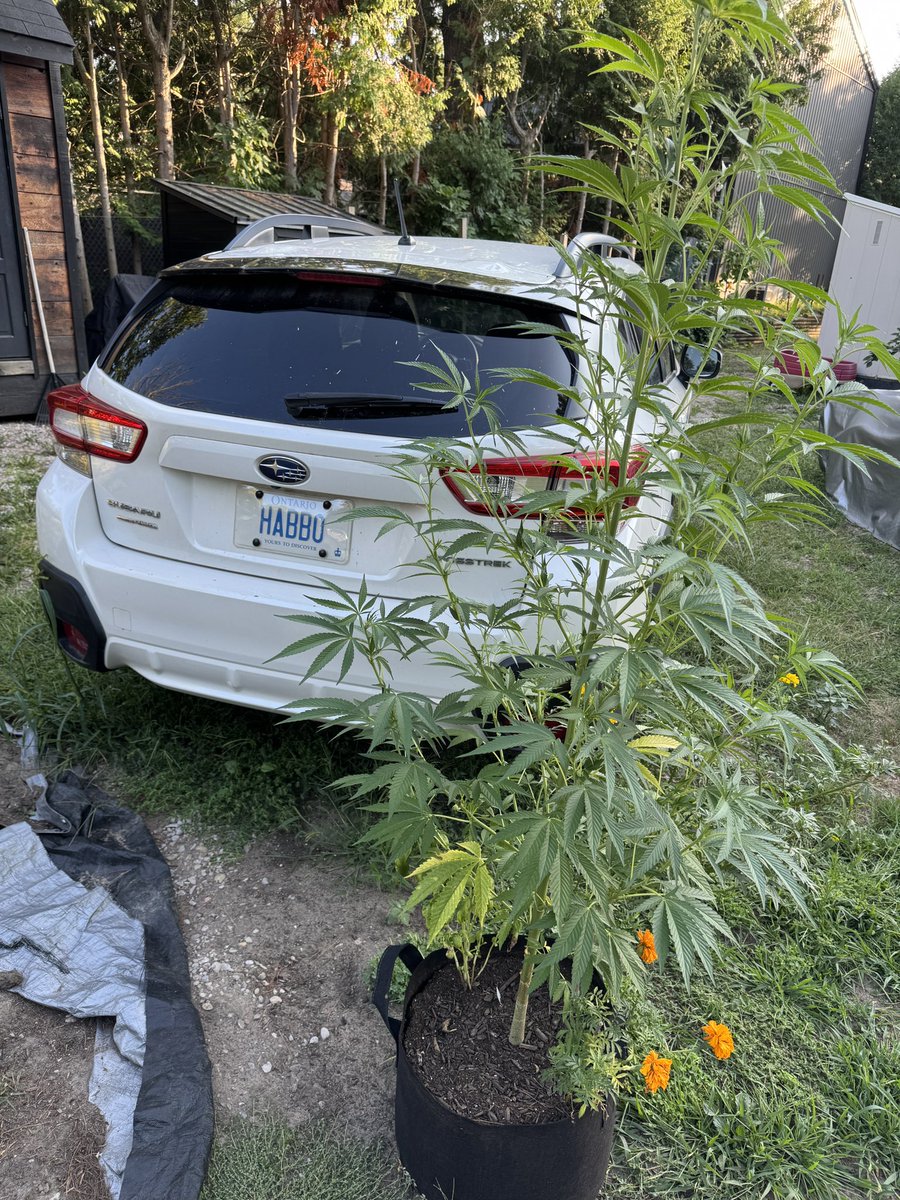 Carputing tweet media