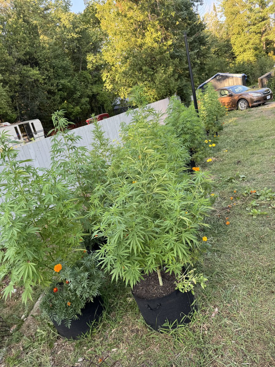 Carputing tweet media