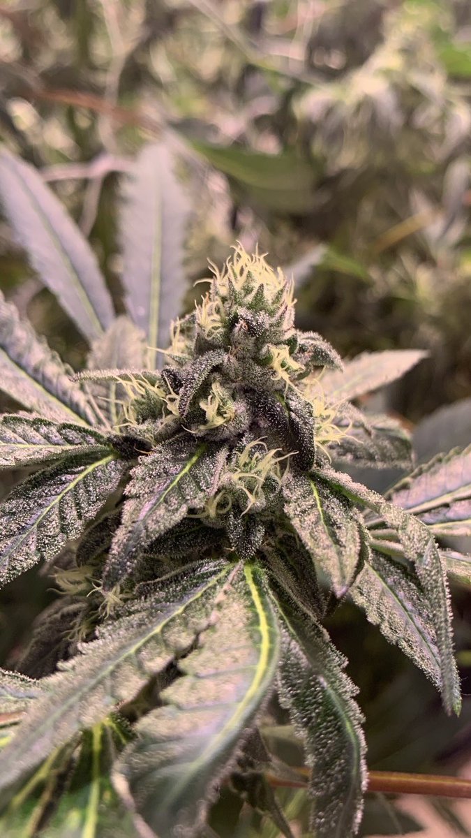 Big Foot ™ ya heard tweet media