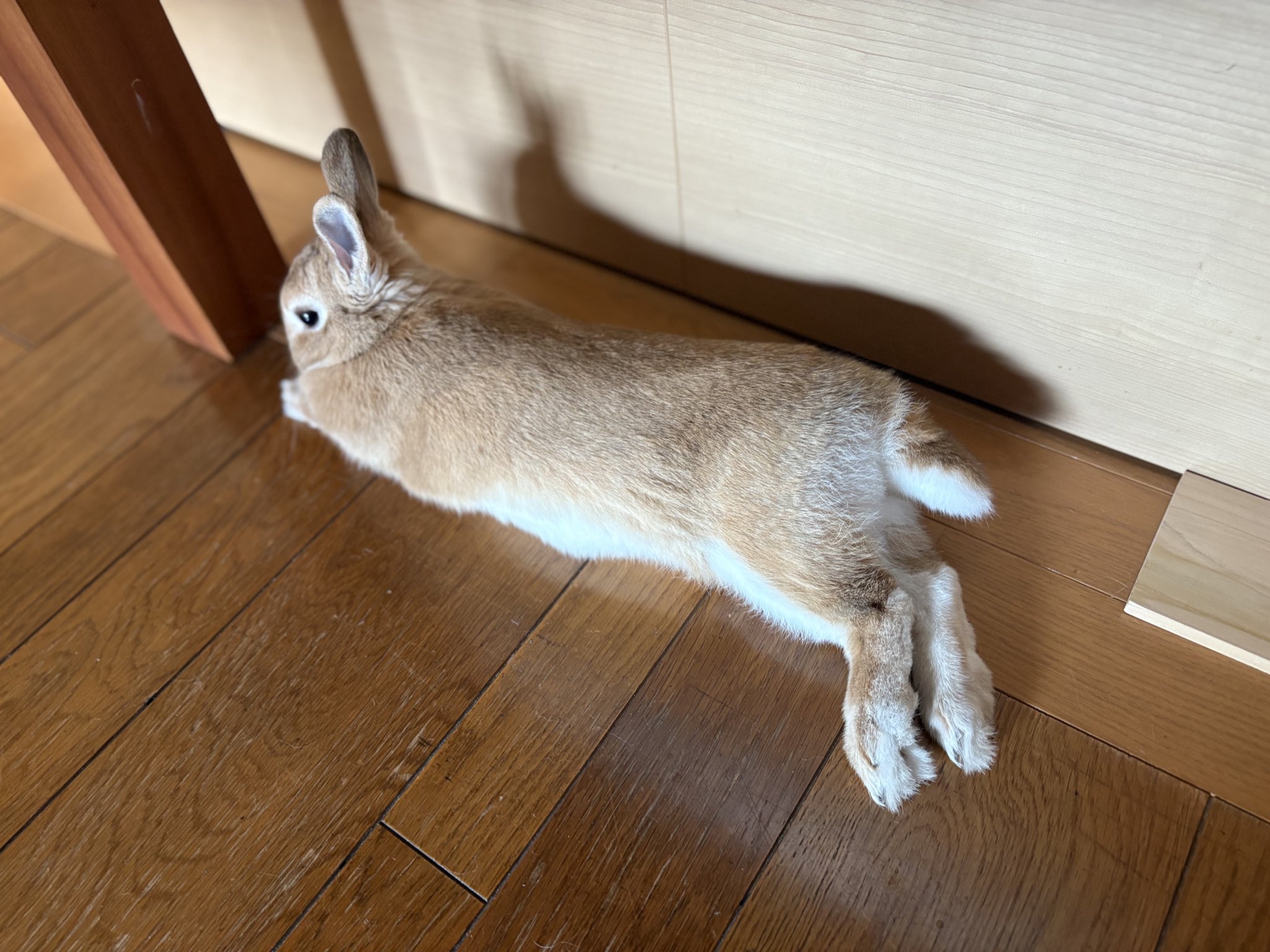うさこ4点 仲良く並んでるけつようび🍑🍑 #ネザーランド #多頭飼い #うさぎ